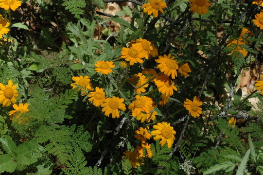 Image of common woolly sunflower