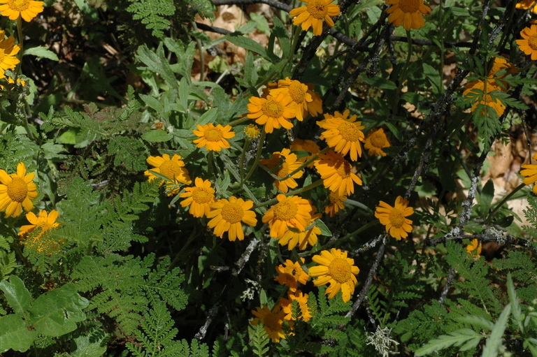 Image de Eriophyllum lanatum var. croceum (Greene) Jepson