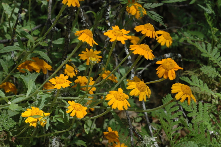 Image de Eriophyllum lanatum var. croceum (Greene) Jepson