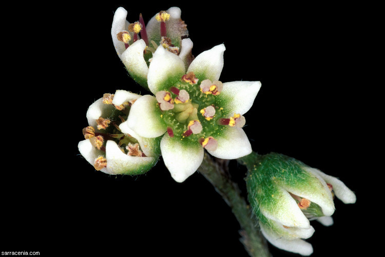 Image of West Australian Pitcher Plant