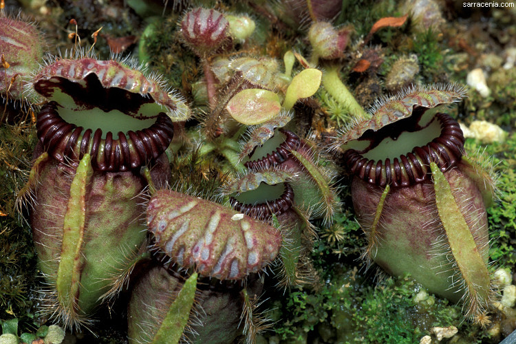 Image of West Australian Pitcher Plant