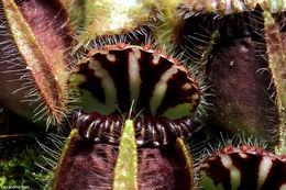 Image of West Australian Pitcher Plant