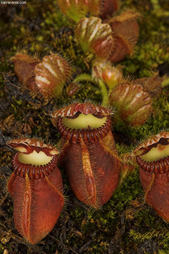 Image of West Australian Pitcher Plant