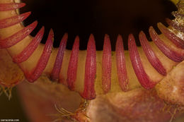 Image of West Australian Pitcher Plant