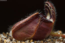 Image of West Australian Pitcher Plant