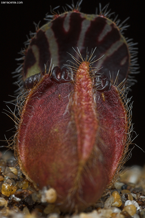 Image of West Australian Pitcher Plant