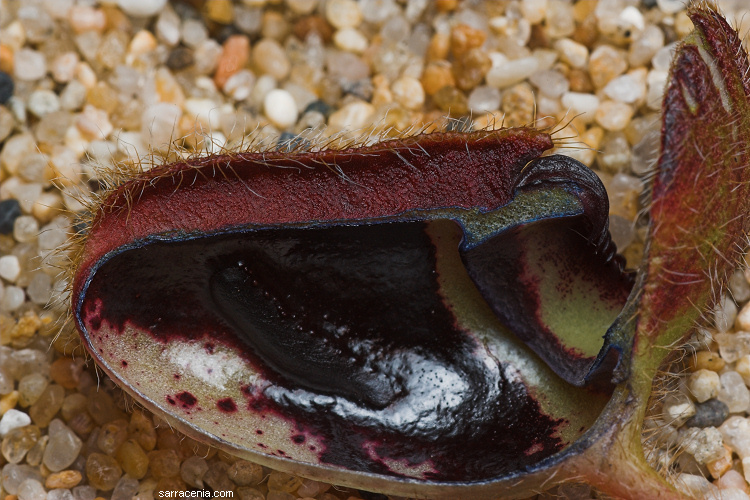 Image of West Australian Pitcher Plant