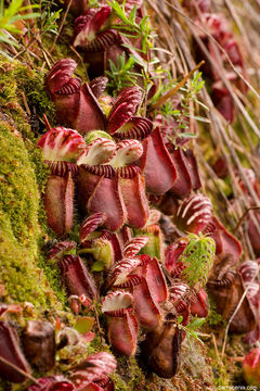 Image of West Australian Pitcher Plant