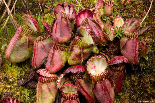 Image of Albany pitcherplant