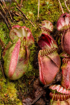 Image of West Australian Pitcher Plant