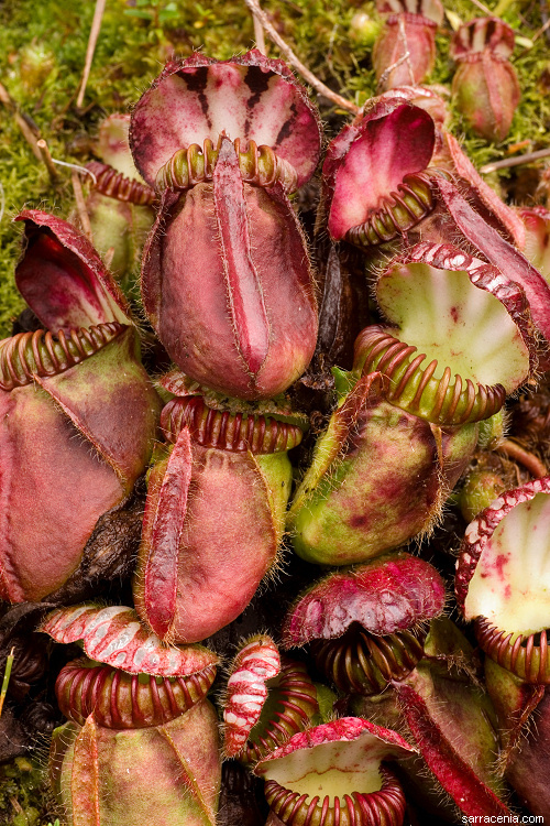 Image of West Australian Pitcher Plant