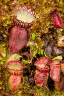 Image of West Australian Pitcher Plant