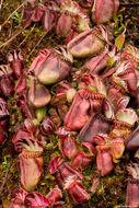 Image of West Australian Pitcher Plant