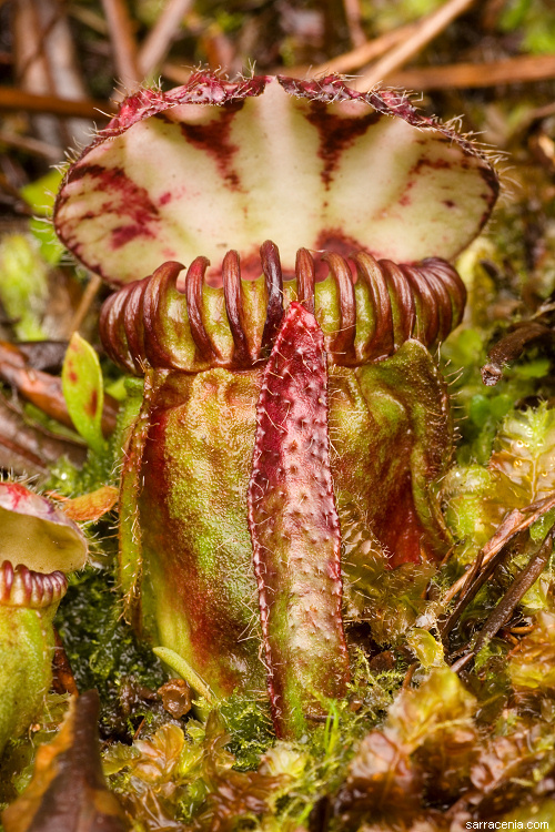 Image of West Australian Pitcher Plant