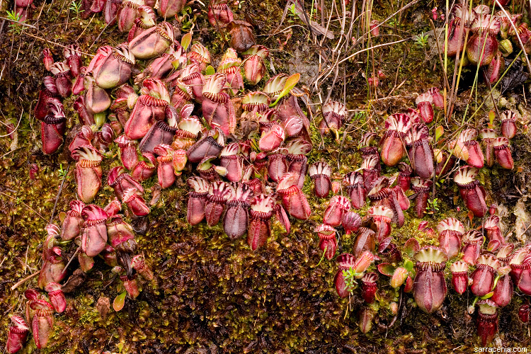 Image of West Australian Pitcher Plant