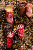 Image of Albany pitcherplant
