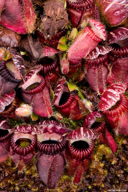 Image of Albany pitcherplant