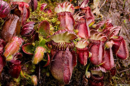 Image of Albany pitcherplant