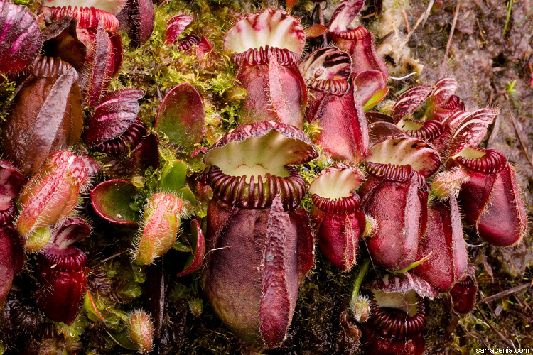 Image of Albany pitcherplant
