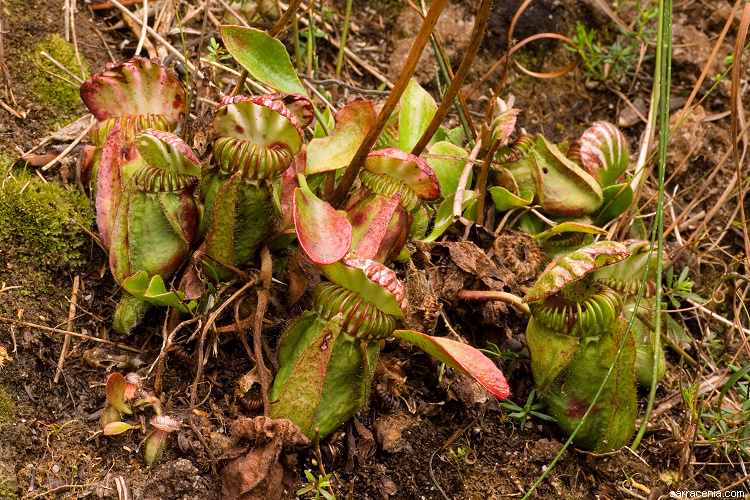 Image of Albany pitcherplant