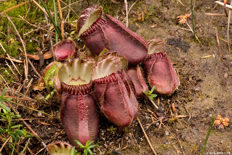 Image of Albany pitcherplant
