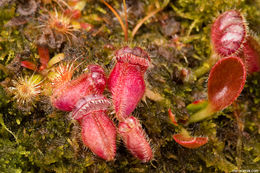 Image of Albany pitcherplant