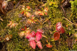 Image of Albany pitcherplant