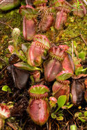 Image of Albany pitcherplant