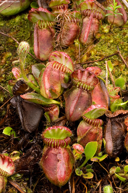 Image of Albany pitcherplant