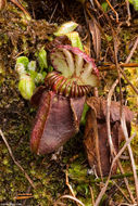 Image of Albany pitcherplant