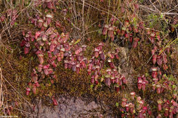 Image of Albany pitcherplant