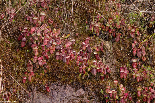 Image of Albany pitcherplant