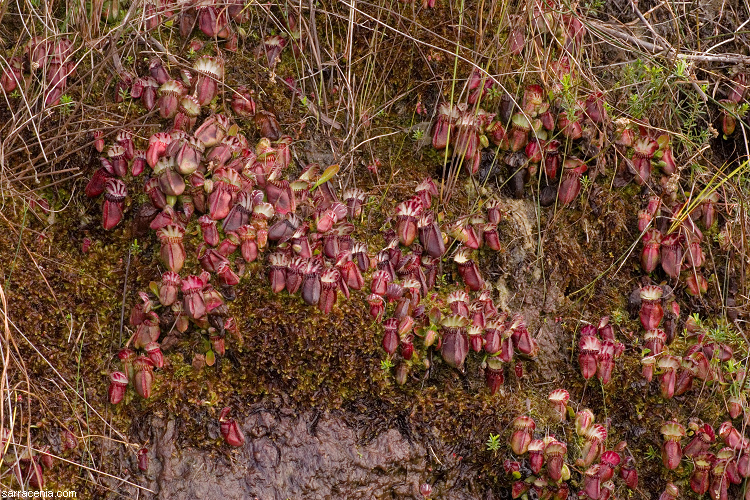 Image of Albany pitcherplant
