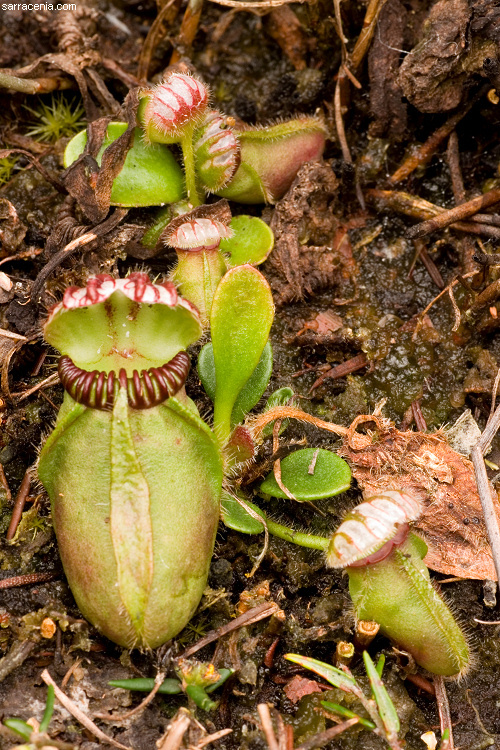 Image of Albany pitcherplant