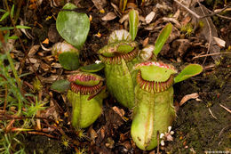 Image of Albany pitcherplant