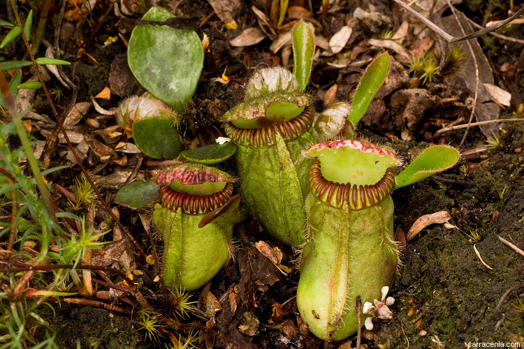 Image of Albany pitcherplant