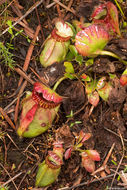 Image of Albany pitcherplant