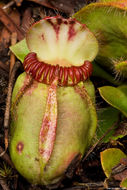 Image of Albany pitcherplant