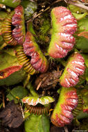 Image of Albany pitcherplant