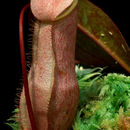 Image of <i>Nepenthes merrilliana</i>