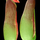 Image of Common Swamp Pitcher Plant