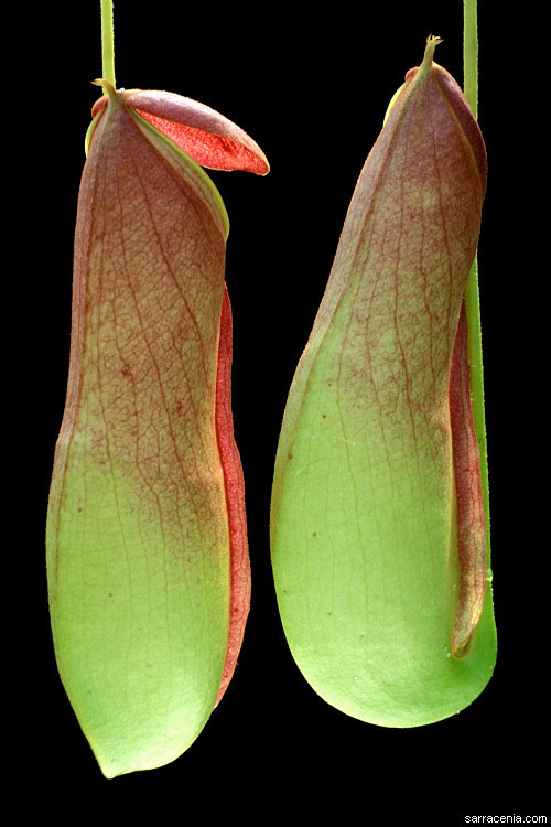 Image of Common Swamp Pitcher Plant