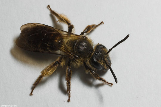 Image de Andrena nigrihirta (Ashmead 1890)