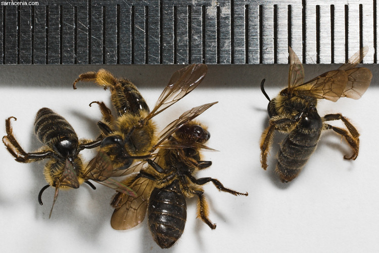 Image of Andrena nigrihirta (Ashmead 1890)