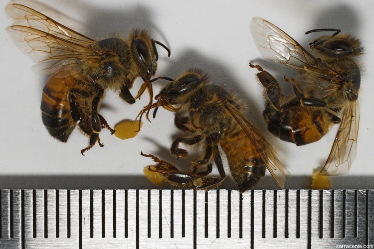 Image de Apis mellifera Linnaeus 1758