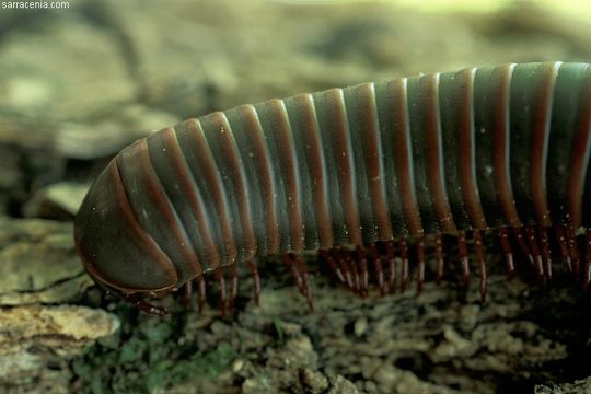 Image of American giant millipede