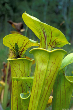 Image of Green Lynx Spider