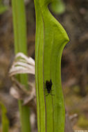 Image of wasps, bees, and ants