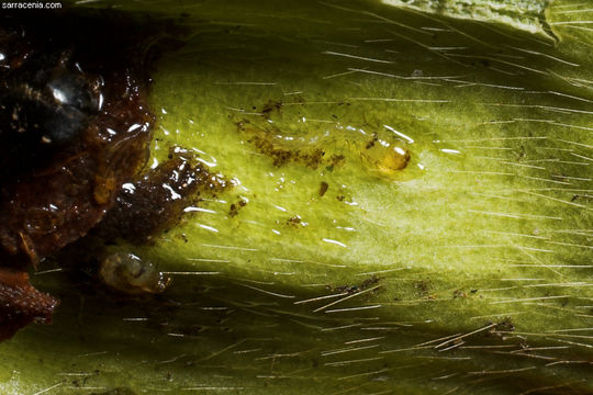 Image of Wyeomyia smithii (Coquillett 1901)