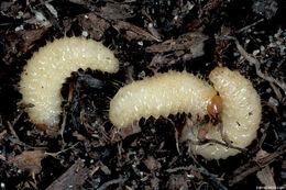 Image of Black Vine Weevil